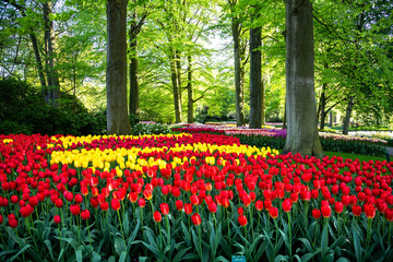 Fototapety  Tulip bloom in Keukenhof Flower Garden, the largest tulip park in the world. Colorful blooming fields and flower alleys, The Netherlands, Holland, Lisse, Europe. 