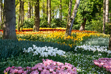 Tulip bloom in Keukenhof Flower Garden, the largest tulip park in the world. Colorful blooming fields and flower alleys, The Netherlands, Holland, Lisse, Europe. 