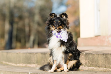 Fototapeta premium Bengalkatze Katze Kätzchen
