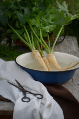 Parsnips, first spring summer crop. Healthy food, gardening.