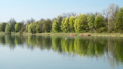 Fototapeta na wymiar Schwäne auf dem ruhigen See in der Frühlingslandschaft