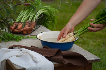 Woman washing parsnip root with tops in the garden