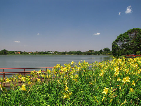 Paisagem do Parque do Lago em Gua&iacute;ra/SP, com flores amarelas em primeiro plano e lago ao fundo em um dia ensolarado. Cen&aacute;rio natural que transmite paz e beleza do interior paulista.
