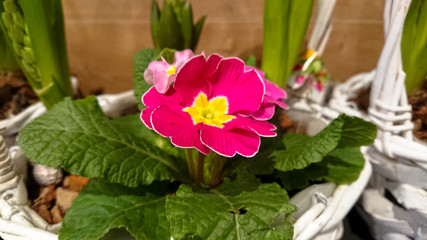 A beautiful flower. Green buds and pink flowers.