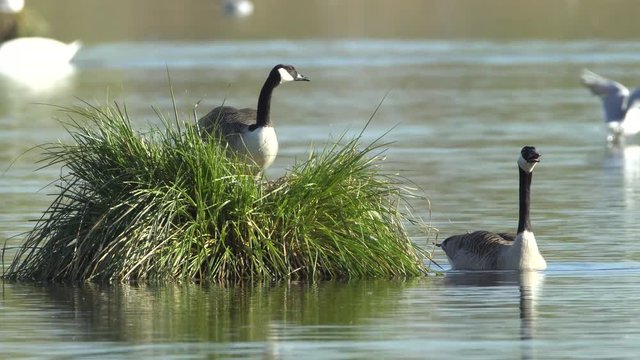 Kanadag&auml;nse (Branta canadensis) bei der Balz