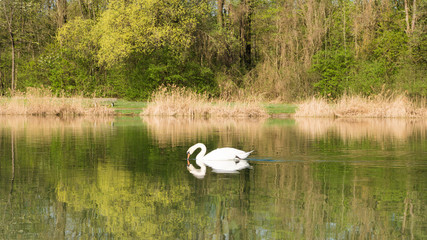 Ein Schwan auf dem See