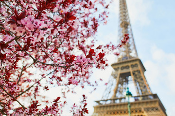 Beautiful pink cherry blossom near the Eiffel tower in Paris