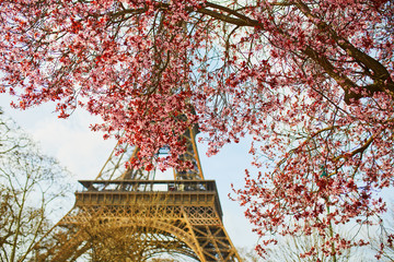 Beautiful pink cherry blossom near the Eiffel tower in Paris