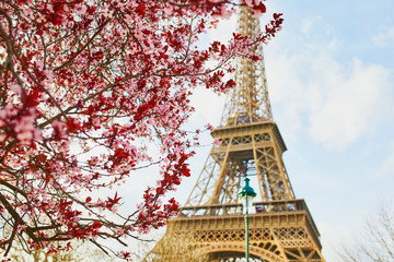 Beautiful pink cherry blossom near the Eiffel tower in Paris