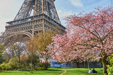 couple in love admiring beautiful pink cherry blossom near the Eiffel tower in Paris