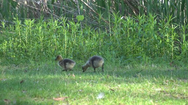 Kanadagans (Branta canadensis), K&uuml;ken grasen auf einem Feldweg