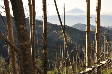 金峰山の縞枯れと富士山