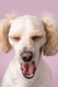 Perro con fondo rosa en estudio fotografico