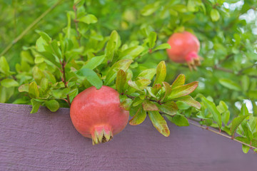 Granatäpfel wachsen auf dem Baum. Granatapfel im Garten