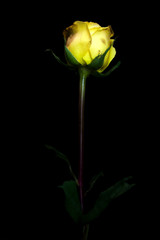 Obraz premium yellow rose isolated on black background