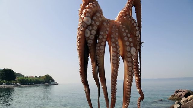 Octopus hanging up to dry in the sunshine in the Greek islands, Midilli, Mytilini, Mytiline, Lesvos, Lesbos