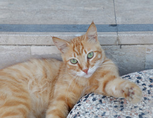 Fototapeta na wymiar Cute cat with red hair and green eyes relaxing
