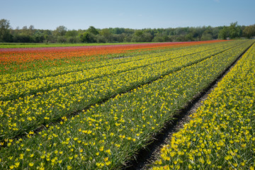 Netherlands,Lisse, a yellow flower in a field