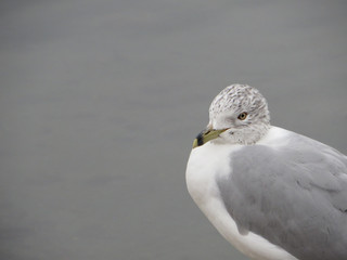 Seagulls on gloomy day