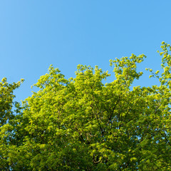 Grüne Baumkronen im Frühling vor einem blauen Himmel