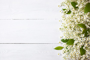 Background with branches and flowers of a bird cherry