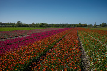 Netherlands,Lisse, a group of people in a field