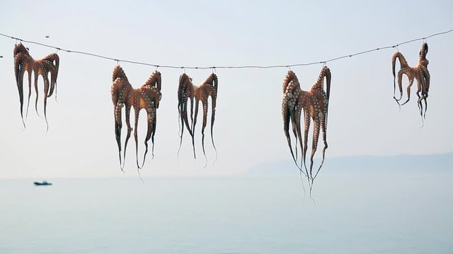 Octopus hanging up to dry in the sunshine in the Greek islands, Midilli, Mytilini, Mytiline, Lesvos, Lesbos