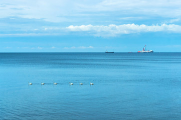 Blue sea and blue sky. A flock of swans in the sea.