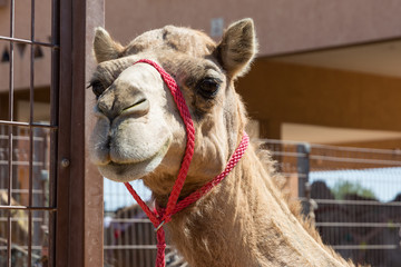 head of camel with red halter