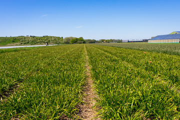 Netherlands,Lisse, a large green field with trees in the background