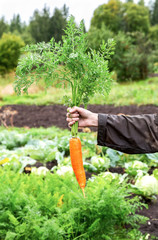 Fresh organic carrot in the hand