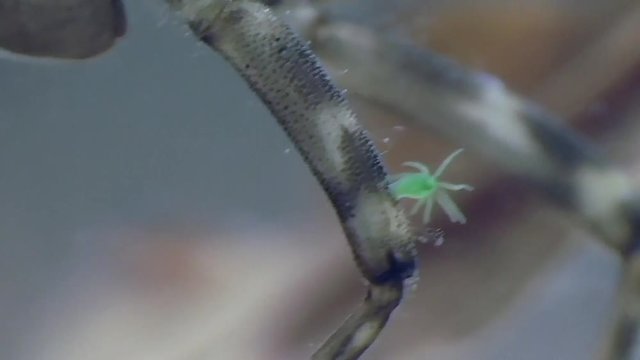 Hydra, S&uuml;&szlig;wasserpolyp lebt auf Bein einer Libellenlarve