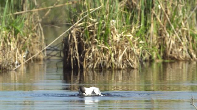 Lachmöwe (Chroicocephalus ridibundus) plantscht in einem See