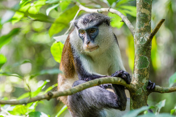 Fototapeta premium Lekki Conservation