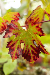 Detalle de hoja de parra con colorido otoñal, rojo y verde