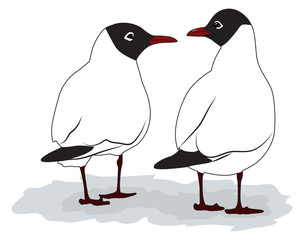 Two seagulls look at each other