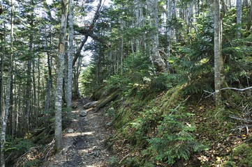 Fototapeta premium 奥秩父 県堺の山道