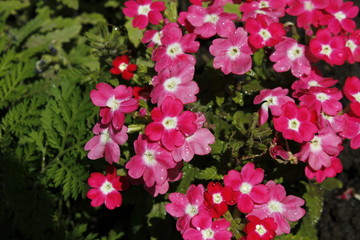Red verbena, with drops of after the rain.