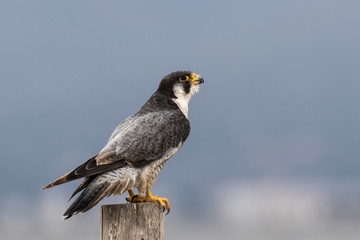 Halcón peregrino