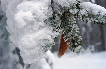 Coniferous branch with frost and snow