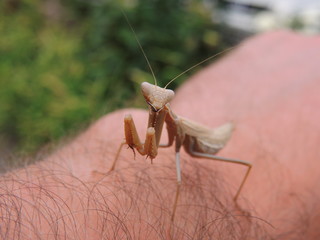 mantis