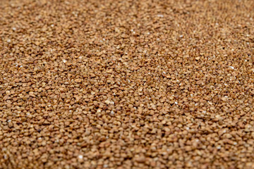 Buckwheat