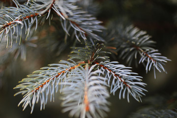 Naklejka na ściany i meble Close up macro of pine or fir tree branch leaves wallpaper