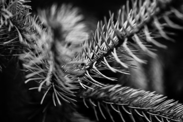 Black and white photo of a close up macro of pine or fir tree branch leaves wallpaper