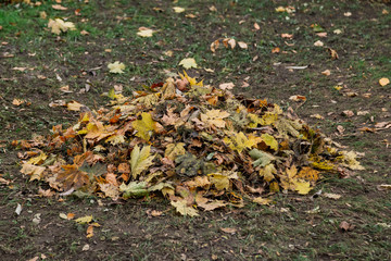 Autumn. Multicolored maple leaves lie on the grass