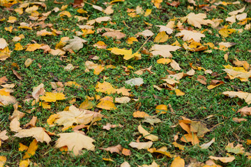 Autumn. Multicolored maple leaves lie on the grass