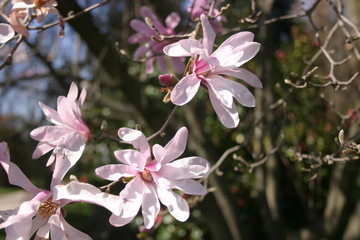Fototapeta na wymiar Magnolias