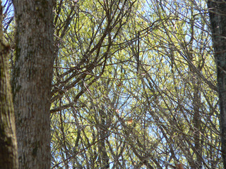 new leaf old leaf new life no grief