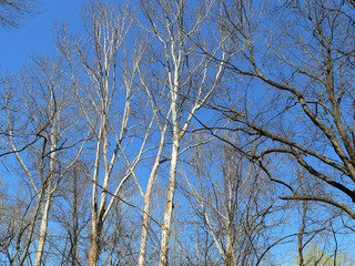 sycamore and red oak