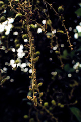 wild plant - Choachí, Cundinamarca